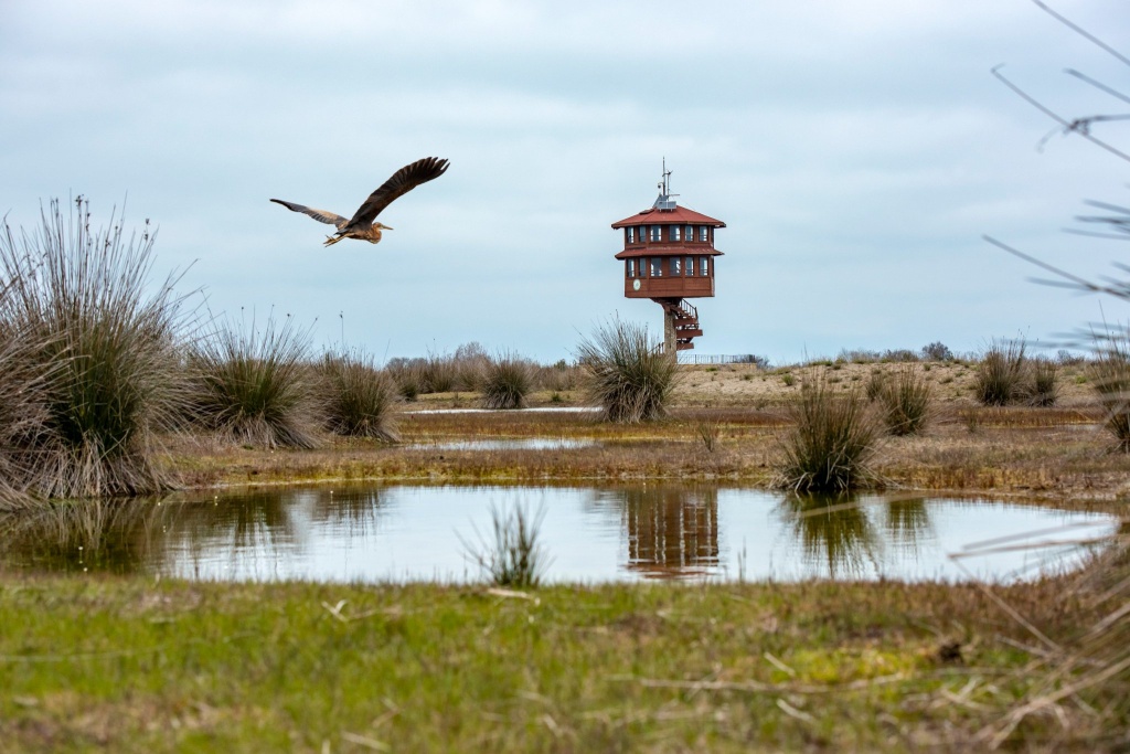 Bafra Kızılırmak Deltası Kuş Cenneti